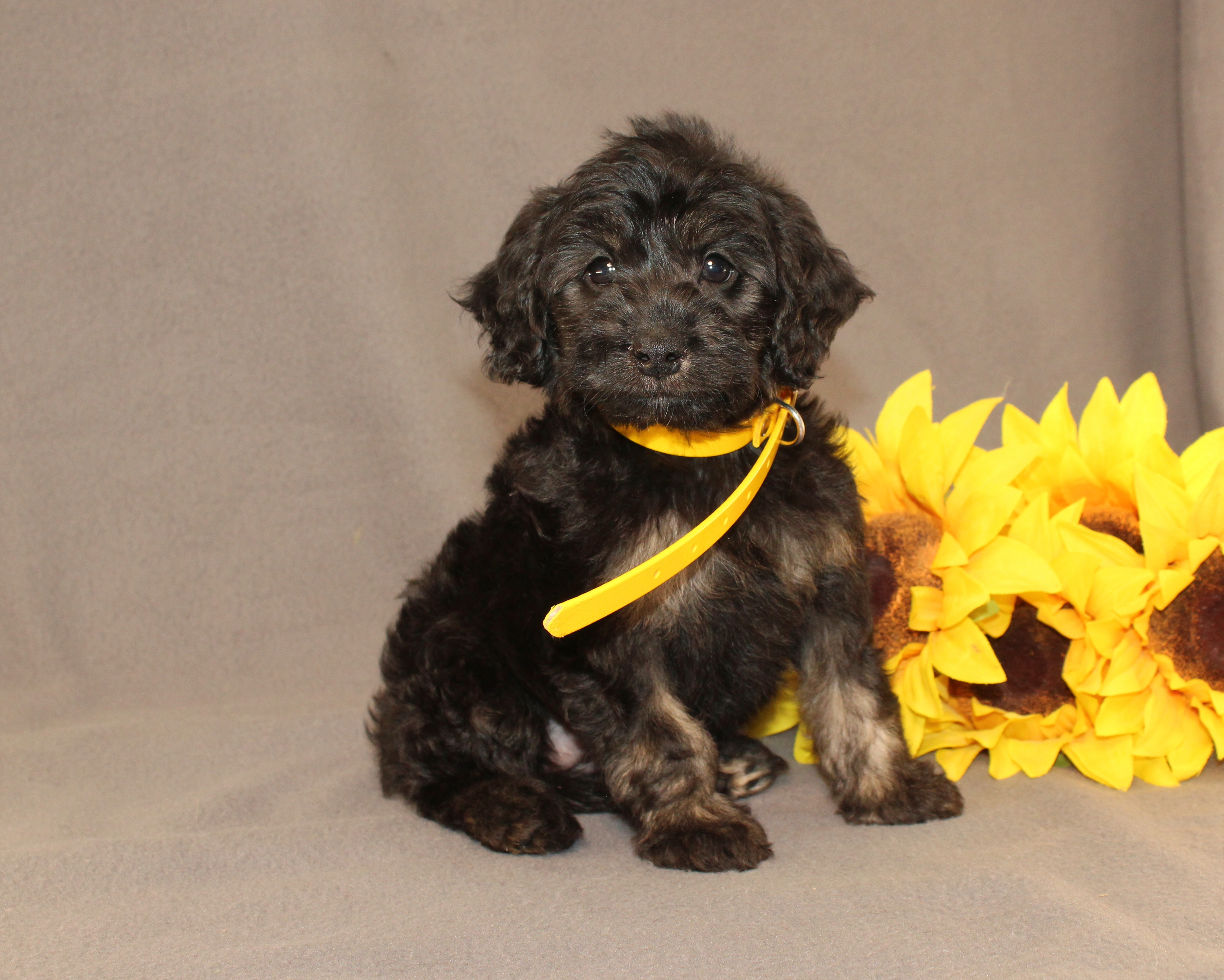 puppy, for, sale, Mini Cavagoldendoodle, Ivan J. Stoltzfus, dog, breeder, Dornsife, PA, dog-breeder, puppy-for-sale, forsale, nearby, find, puppyfind, locator, puppylocator, aca